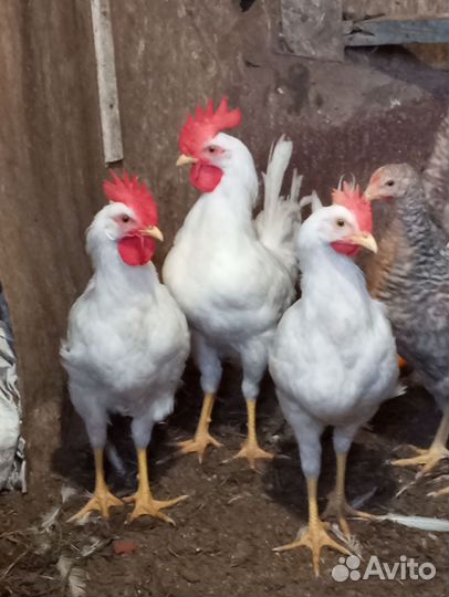 Породистые Петухи