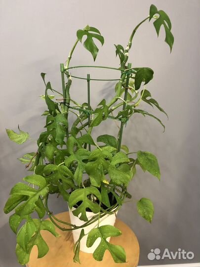 Монстера Манки