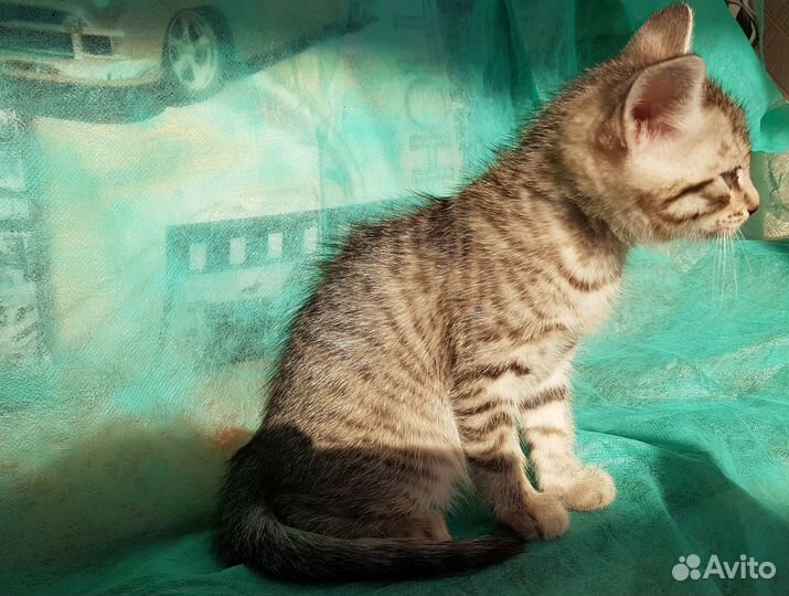 Котята помеси(фенотип Тайской)