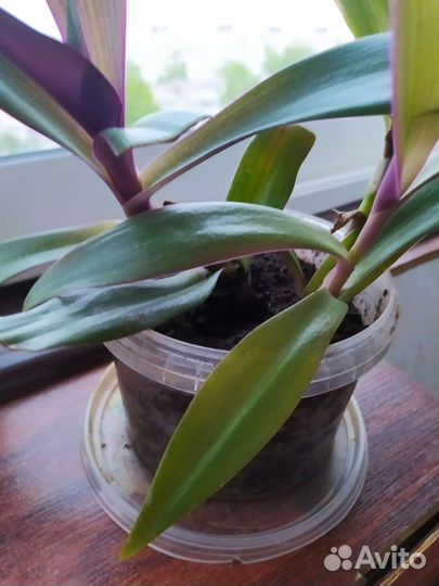 Цветы комнатные