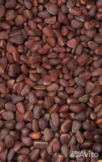 Кедровые орешки