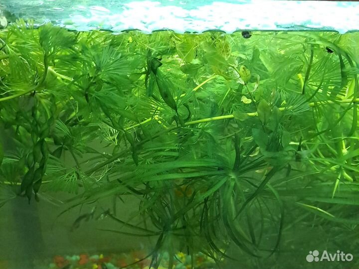 Прополка аквариума