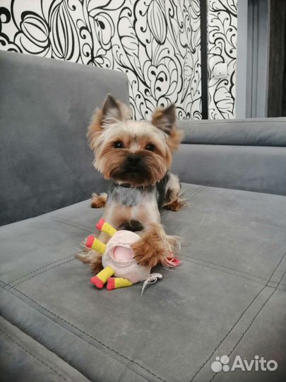 Йоркширский терьер вязка