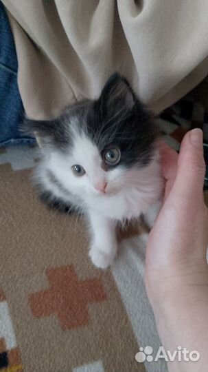 Кошки в добрые руки бесплатно