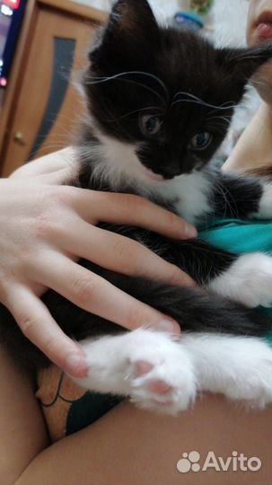 Отдам котят в добрые руки