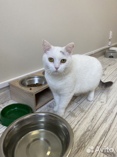 Кошка Фета в добрые руки