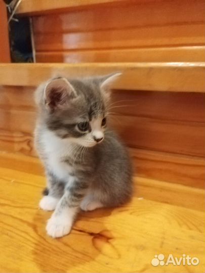 Подарим котенка. Родились 28 февраля 2023года