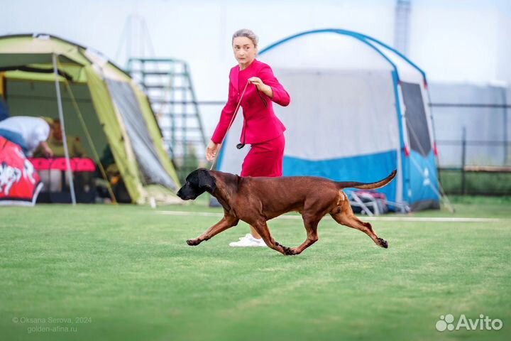 Баварская горная гончая/ щенки