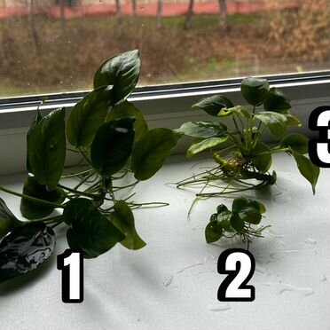 Аквариумное растение