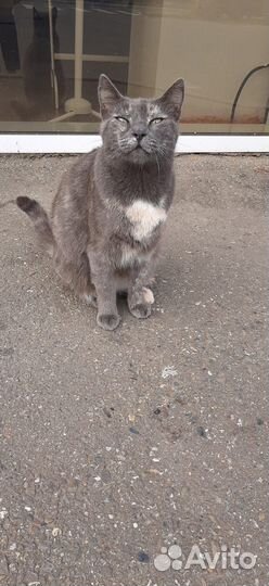 Кошка в дар