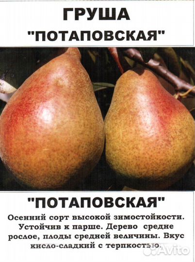 Саженцы груши