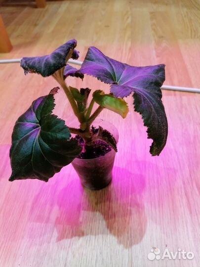 Бегония клубневая америгибрид