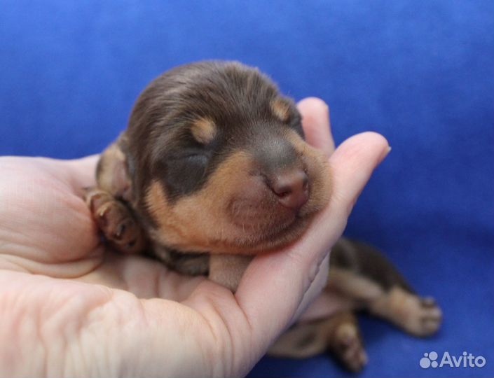 Такса жесткошерстная. кроличья. Мальчишки. РКФ