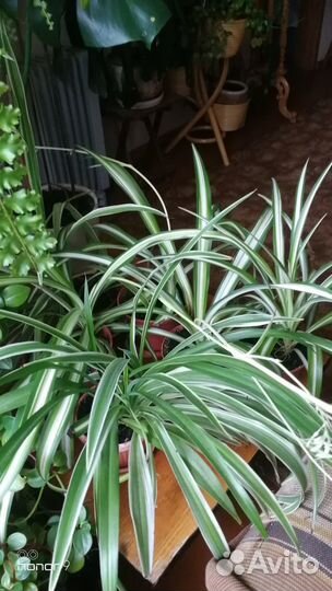 Хлорофитум кудрявый