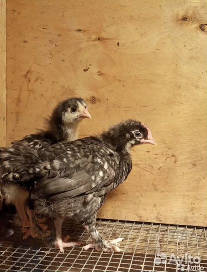 Цыплята доминанты