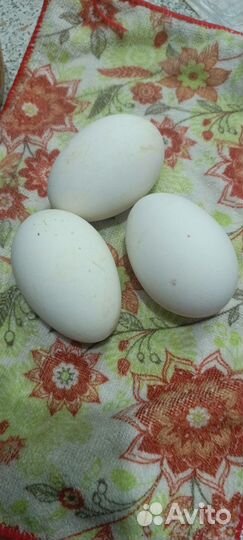 Яйца гусиные