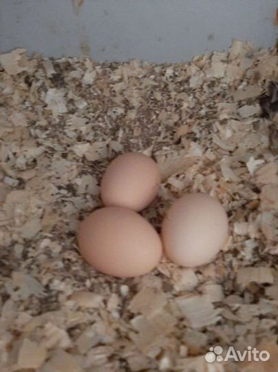 Инкубационное яйцо Мехеленской Кукушки