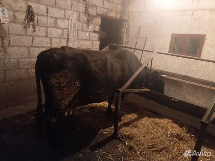 Корова дойная