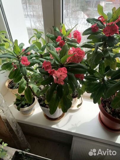 Комнатные цветы