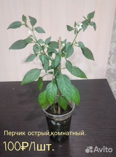 Хлорофитум