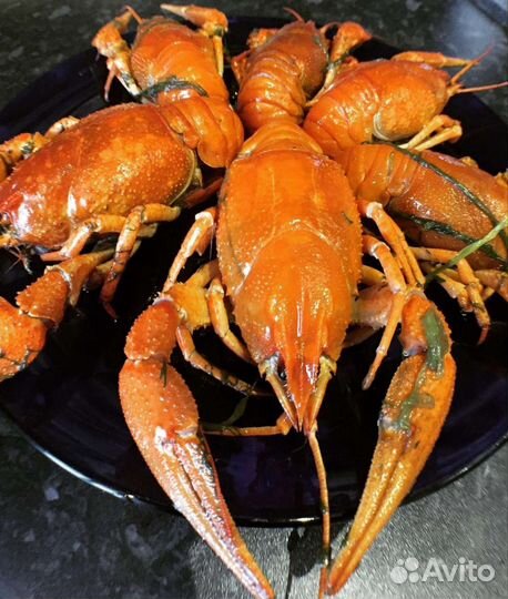 Раки живые или варёные.Специи для варки раков