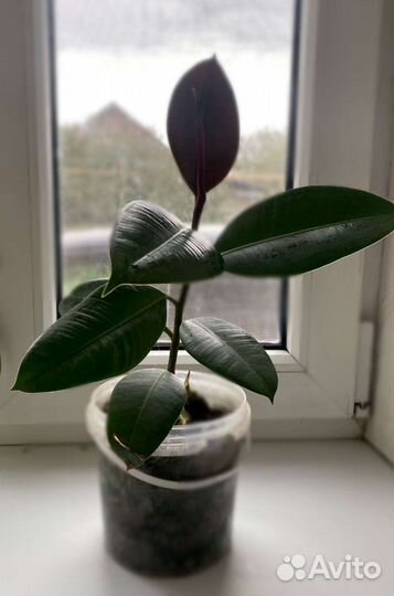 Фикус каучуконосный