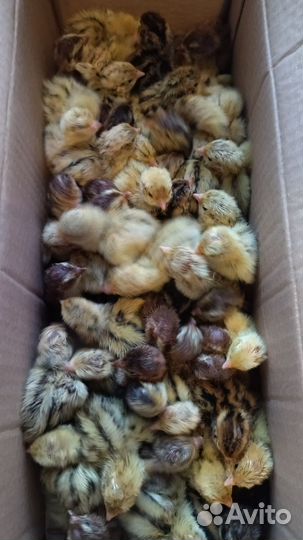 Яйца перепелиные