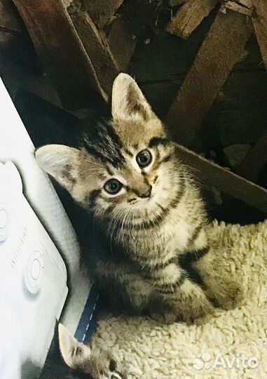 Котята отдам бесплатно