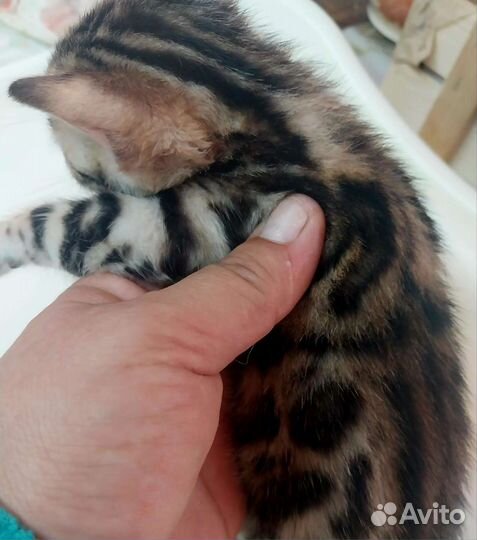 Бенгалы красочные леопарды