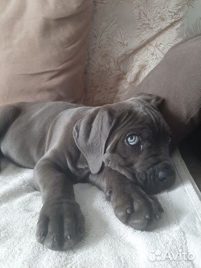 Кане Корсо щенки