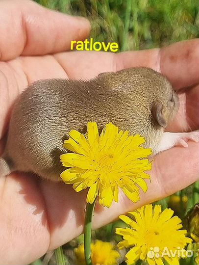 Крысята дамбо малыши на июль