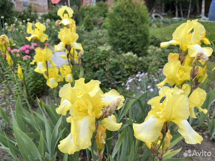 Продажа ирисов