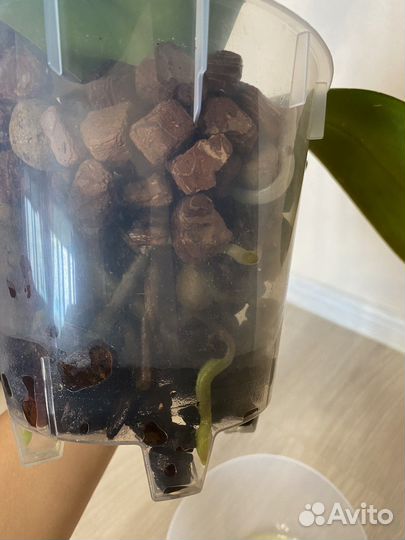 Apple blossom отцветает