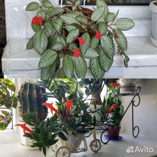 Комнатные цветы