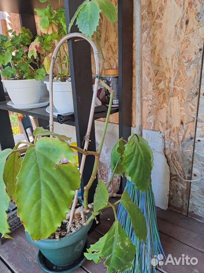 Тетрастигма