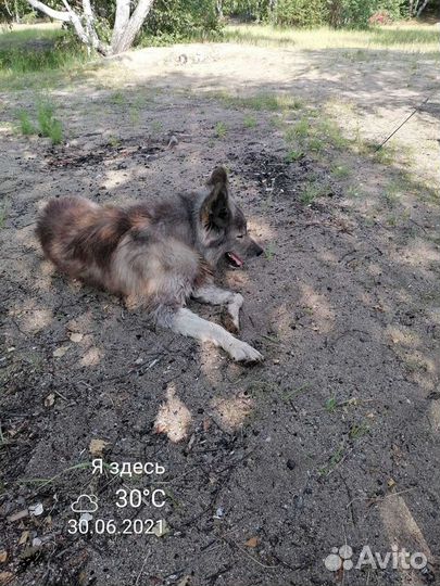 Кобель для вязки Якутская лайка