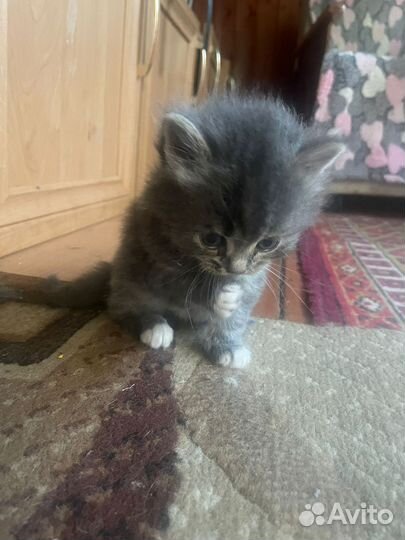 Котята в добрые руки бесплатно мальчик