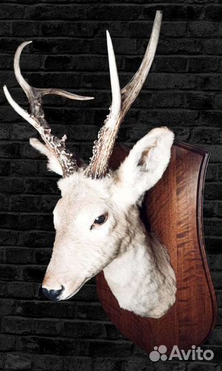 Чучело головы косули
