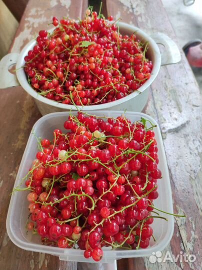 Красная смородина. Лавровый лист