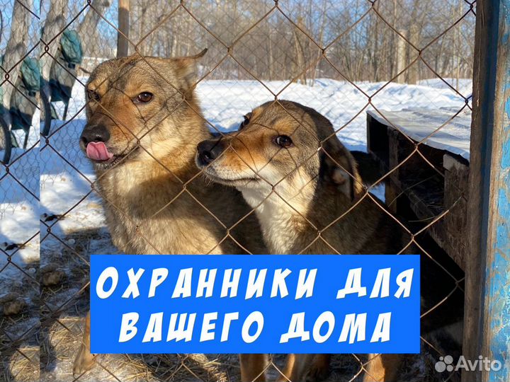 Собаки охранницы стерилизованные