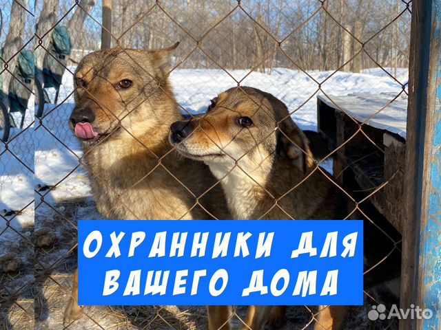 Собаки охранницы стерилизованные