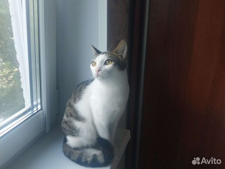 Кошка в дар