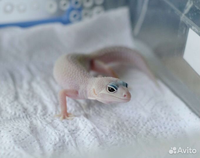 Маленькие эублефары