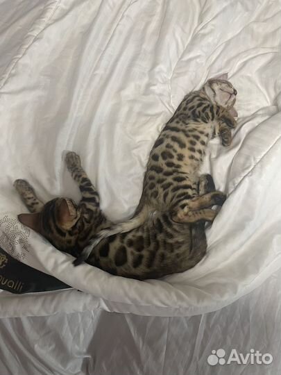 Бенгальские котята