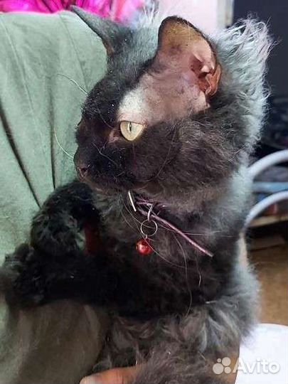 Кот Кузьма Нафаныч ждёт семью