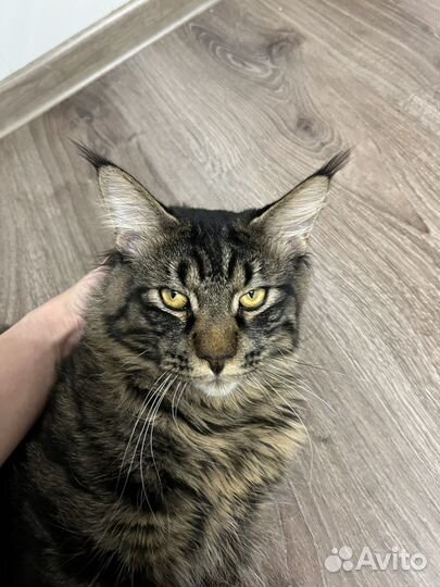 Мейн-кун вязка