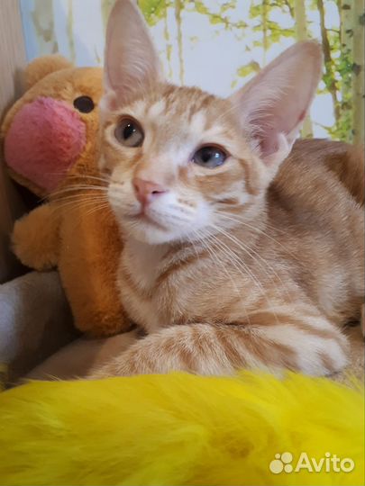 Кот в добрые руки