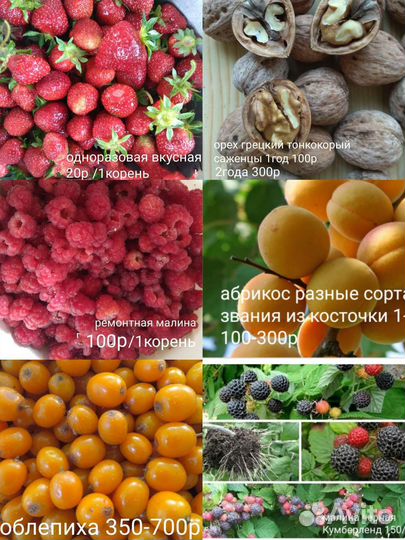 Многолетники для сада, комнатные растения