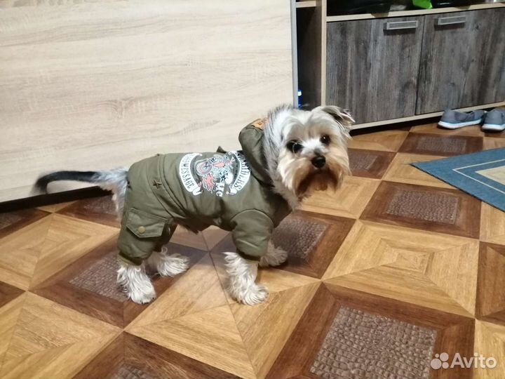 Ищем девочку для вязки