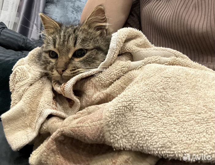 Отдам котенка в добрые руки